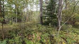 CADPAT TW Camouflage effectiveness in Fall Season ~ Canadian Forces Camo Pattern 25