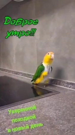 Доброе утро! Летящей, уверенной походкой идём в новый день!