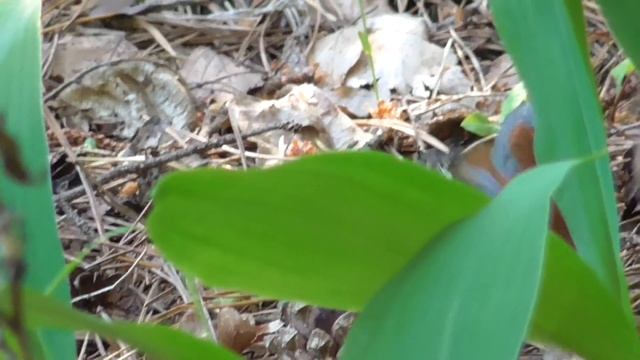 Великолепный и нарядный зяблик в лесу близ п. Тасино смотреть онлайн