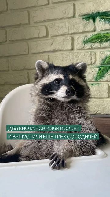 В Мурманском кафе еноты сбежали из вольера и устроили погром в заведении 🦝 смотреть онлайн