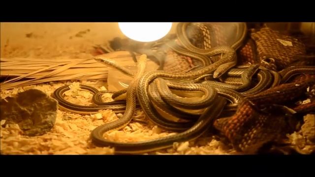 Египет смотреть онлайн