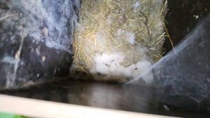 Кролики на свободном выгуле, вольер для кроликов.