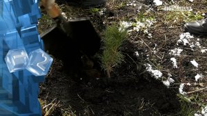 Кузбассе стартовал 6-й сезон международной акции «Сад памяти»