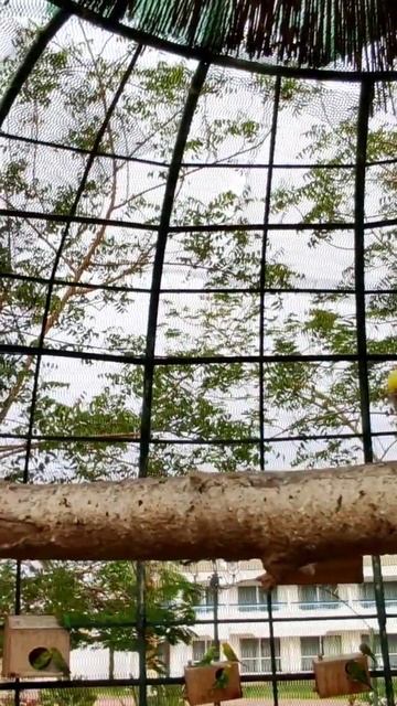 Птичий базар... шумный и разноцветный. 🐦🐦🐦 Отель Dreams Vacation, Шарм Эль Шейх. смотреть онлайн