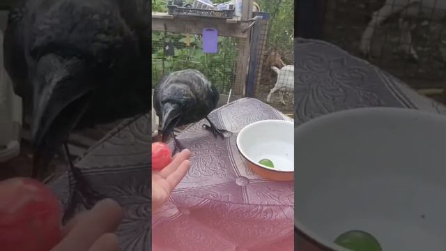 Дрессировка ворона смотреть онлайн