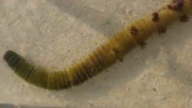 Arenicola Marina (lug worm) смотреть онлайн