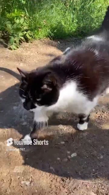 Коты и кошки, которые гуляют сами по себе