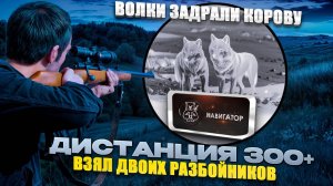 ВОЛК ЗАДРАЛ КОРОВУ! Дистанция 300+. Взял двоих разбойников!