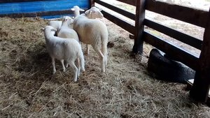 КОРМЛЕНИЕ ЯРОЧЕК ЛАКОН 🐐🐐🐐🌷🌼🪻