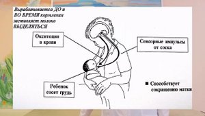 Механизм лактации_ как происходит выработка грудного молока_