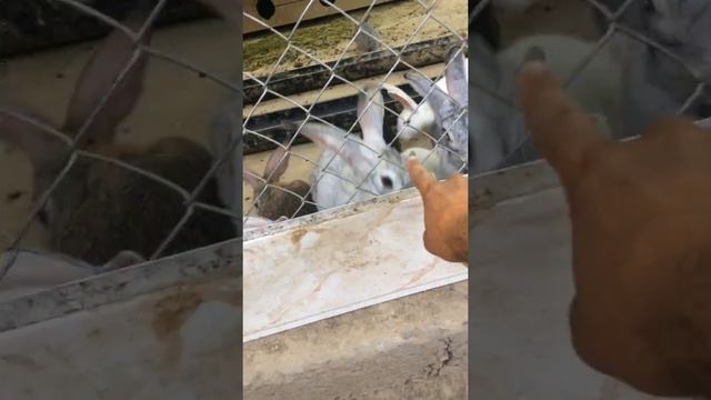 Шымкент зоопарк 2019 жыл смотреть онлайн