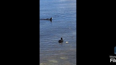 #ПаркАлыепаруса #парки #веснавпарке #виднареку #виднаводу #сосны #природа #прогулкавпарке #отдыхвпар