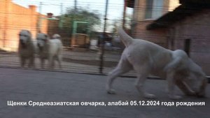 Щенки Среднеазиатская овчарка 05.12.2025 г.р. 4.5 месяца www.r-risk.ru +79262205603 Татьяна Я