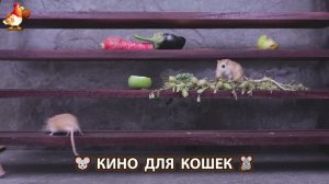 Видео для кошек про крысок развлекать питомцев 🐭🐀😂 (54)