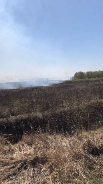 Зачем подожгли траву? #short #shorts смотреть онлайн