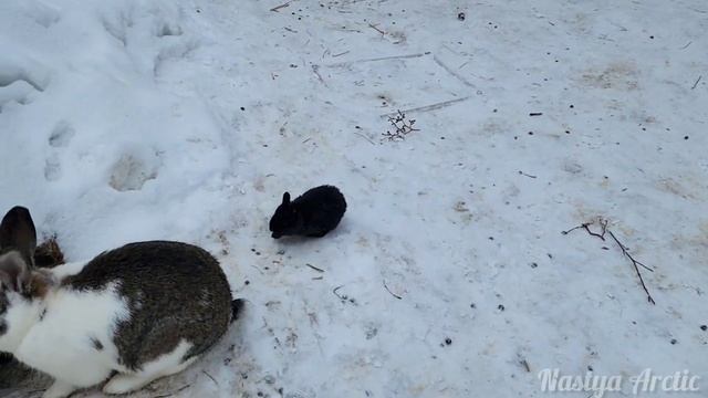 Саамская деревня САМЬ-СЫЙТ смотреть онлайн