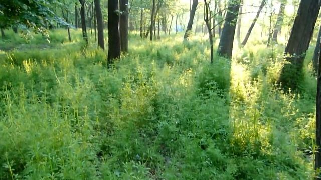 НОВАЯ КАХОВКА ГОРОД В КОТОРОМ МЫ ЖИВЕМ Новая Каховка 17 05 2019 смотреть онлайн