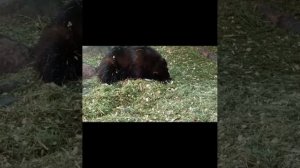 Хвойные ванны Шайтана