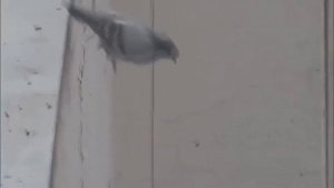 Голубь прыгает с крыши и танцует