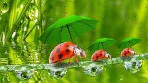 Футаж ☂️ Первый летний дождь Summer Rain Background