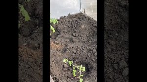 Эксперименты с выращиванием овощей в теплице