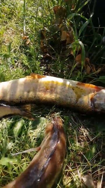 Рыба ладога смотреть онлайн