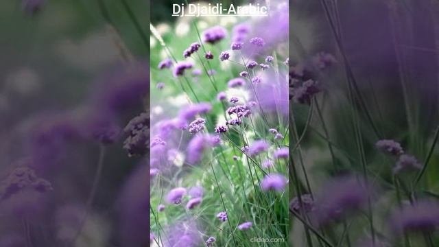 Dj Djaidi-Arabic
