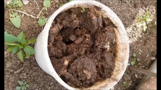 Выращивание кабачков.  Подкормка кабачков для большого  урожая.