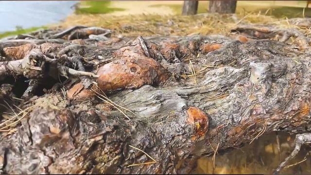 КОРОТКО О KAUNAS. смотреть онлайн