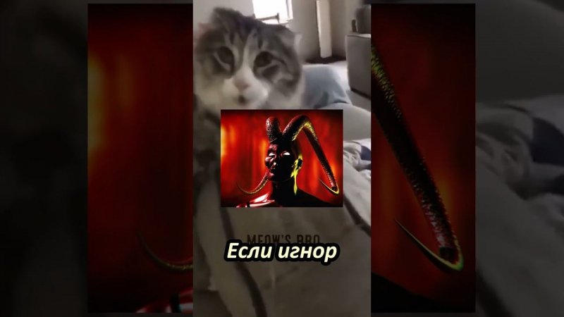 Что хочешь? #рек #рекомендации #выбери #кот #котик #мама #папа #скибидитуалет