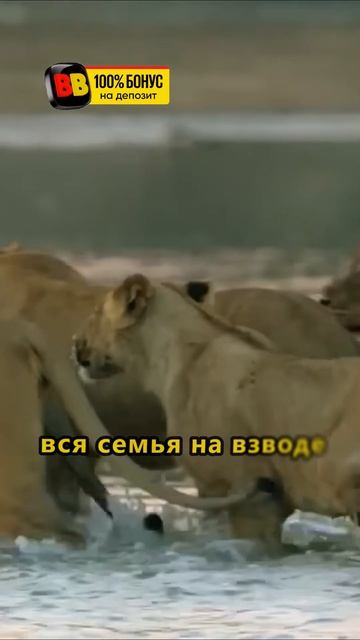 Мама бросила своего львенка #shorts #животные #животныймир смотреть онлайн