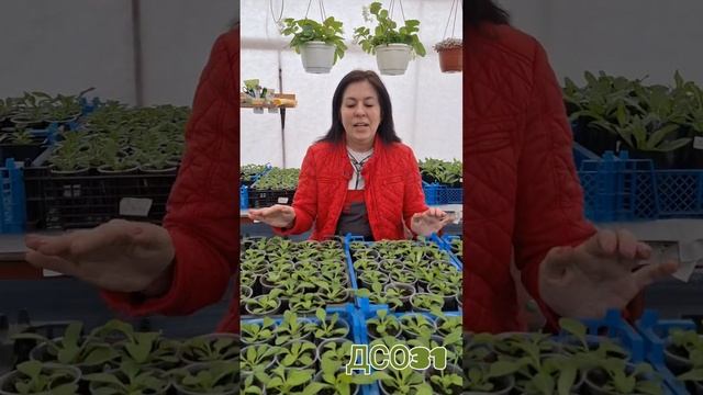 А что у Вас в теплице? смотреть онлайн