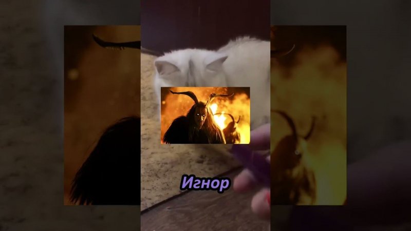 Выбери в какой ты команде #рек #рекомендации #кот #игнор #котики #выбери #иисус #а4 #shortvideo