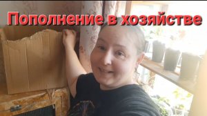 Работы на участке весной / Пополнение в хозяйстве.