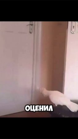 Легендарный попугай #попугай #легенда #юмор #животные #shorts