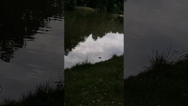 парк Царицыно без чудовищ. Сен-Санс, Чайковский, Дога, Адан, Григ, Охота из 3 орешка для Золушки смотреть онлайн