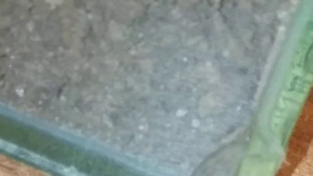 Brachypelma albopilosum смотреть онлайн