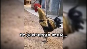 Когда не рассчитал силы #забавныеживотные