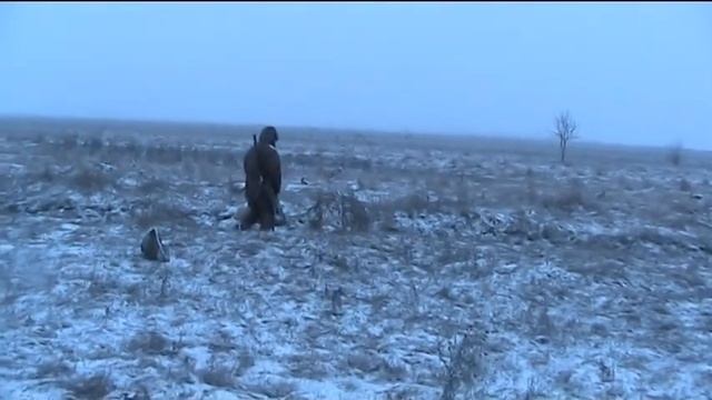 Весенняя охота в новом формате уюта. Часть третья. смотреть онлайн