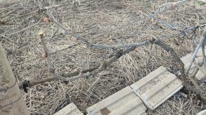 Сроки прививки винограда чёрное на чёрное.