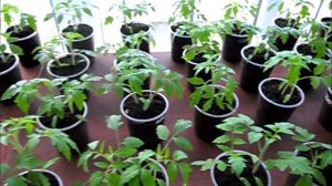 Индетерминантным помидорам месяц