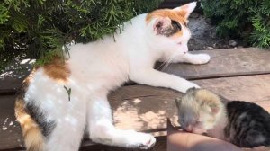 #гудаута #иваново #отпуск #аламыс