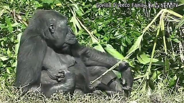 #ASMR #Gorilla #ゴリラ | D'jeeco Family 🦍Wonderful short film【#金剛猩猩】 #2022/1493 #動森猩聞 |Taipei Zoo 臺北動物 смотреть онлайн