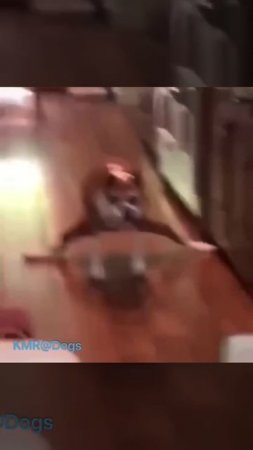 Одержимый пёс😱✝️😂 ( видео про собак )