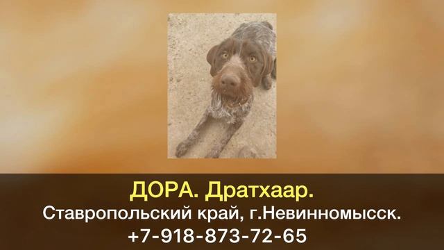 Пропала собака! ДОРА. Дратхаар. Ставропольский край, г.Невинномысск.