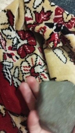 походу это коготь динозавра!!!