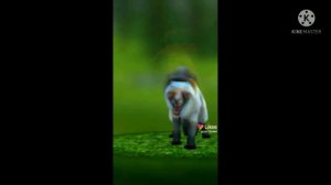 подборка видео вилд крафт из лайкаUwU (1 часть)