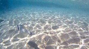 Шарм-эль-Шейх Continental Plaza beach Resort 4* атака кузовка