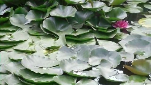 ЛОГО парк ДОНЕЦК Р.О . 6, смотреть онлайн