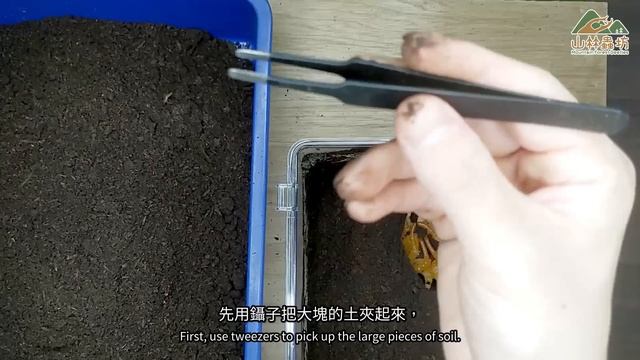 【山林蟲坊】戰神大兜羽化囉！縮時攝影拍起來！ | Megasoma mars: Check Out and Take Time-Lapse Photography of Emergence! смотреть онлайн